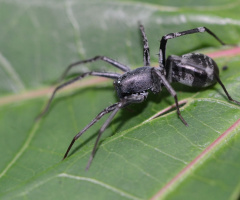 spider