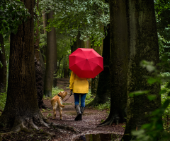 Rainy Summer Day