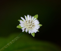 white flower