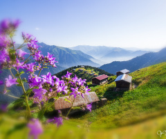 POKUT