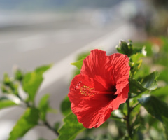 Hibiscus