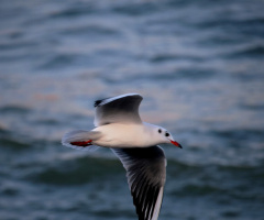 freedom 3