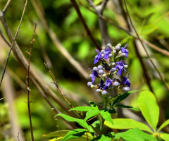 Beauty in Wild