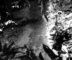 spider's net