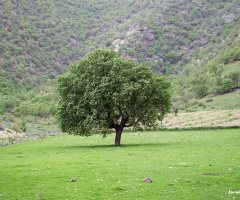 Doğa