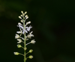 buds and flowers