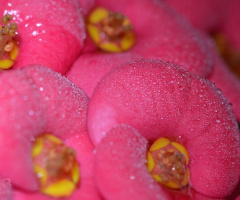 dew drops