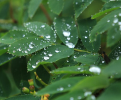 Water drops
