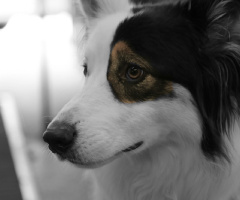 Brown eye