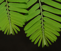 leaves