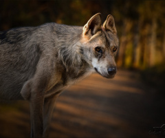 Bozkurt - Gray wolf