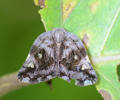 moth