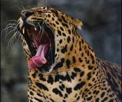 Leopard - Pars