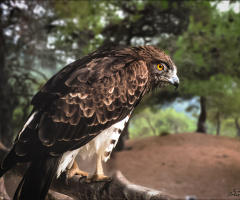 Kızıl Boyunlu Şahin - Red-necked Buzzard