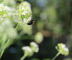 bee