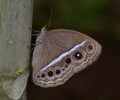 dark banded bush brown
