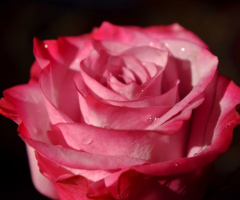 essence of season