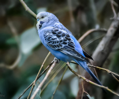 Muhabbet kuşu - Blue Male Budgerigar.