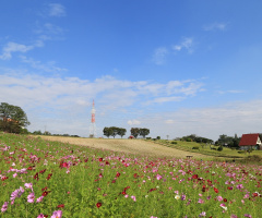 cosmos hill