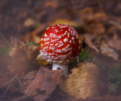 Little Fly Agaric