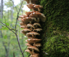 Mushroom