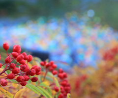 Red…