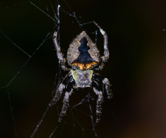 spider