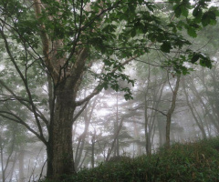 Deep forest
