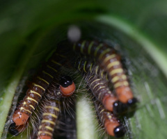 caterpillars