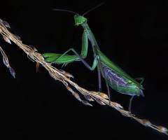 Mantis - Peygamber Devesi