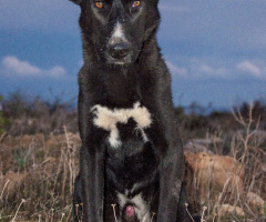 SOKAK KÖPEĞİ olmak...