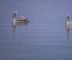 Pelikanlar