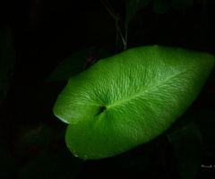 ray of light