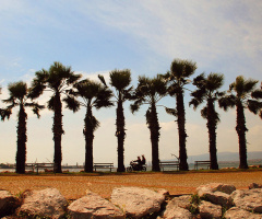 Kavaklı Marina & Palmiyeler