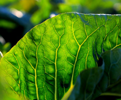 Cabbage