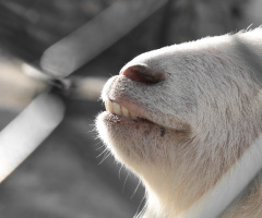 Teeth