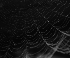 web