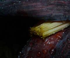 after the rain