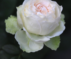 White rose