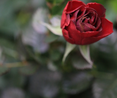 Red rose