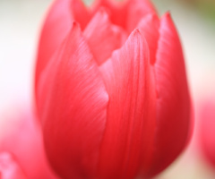 Softly