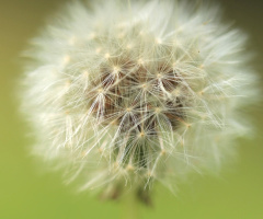 Puffball