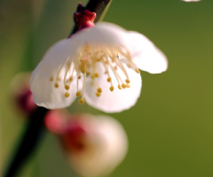 blossom