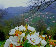 Armut çiçekleri