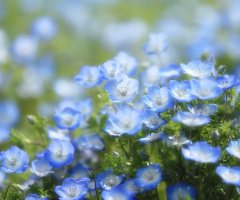 Nemophila