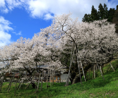 1,100 years old cherry tree  