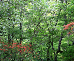 May forest