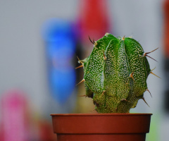 Cactus 