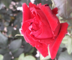 Kırmızı 