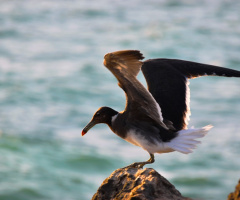 Morning Flight